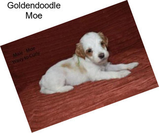 Goldendoodle Moe