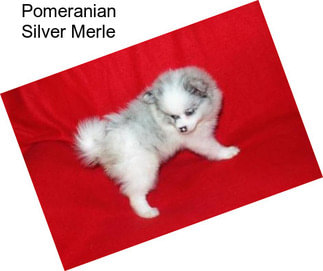 Pomeranian Silver Merle