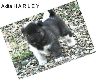 Akita H A R L E Y