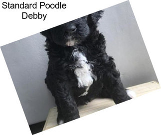 Standard Poodle Debby