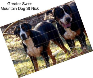 Greater Swiss Mountain Dog St Nick