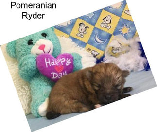 Pomeranian Ryder