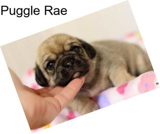 Puggle Rae