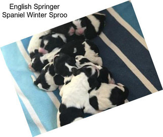 English Springer Spaniel Winter Sproo