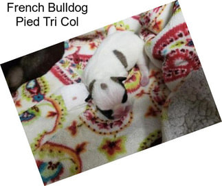 French Bulldog Pied Tri Col