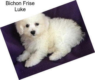 Bichon Frise Luke
