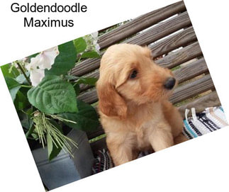 Goldendoodle Maximus