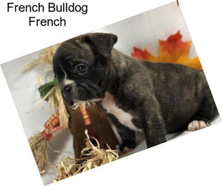 French Bulldog French