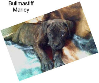 Bullmastiff Marley