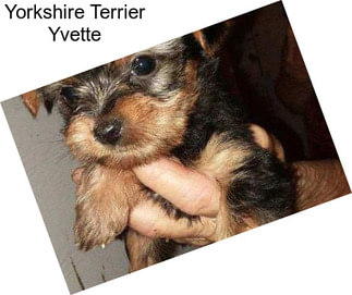 Yorkshire Terrier Yvette
