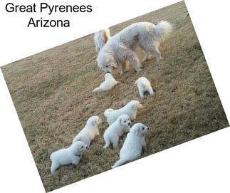 Great Pyrenees Arizona