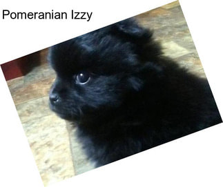 Pomeranian Izzy