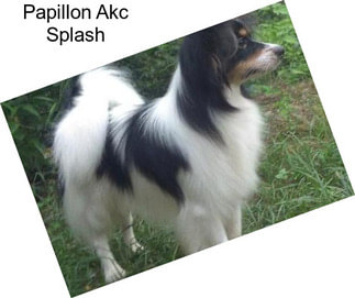 Papillon Akc Splash