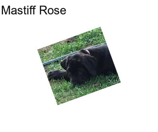 Mastiff Rose