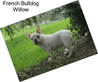 French Bulldog Willow