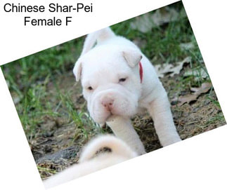 Chinese Shar-Pei Female F