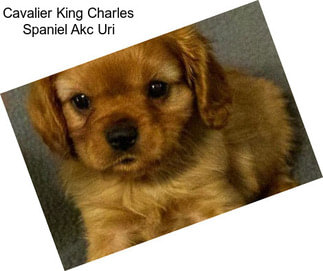 Cavalier King Charles Spaniel Akc Uri