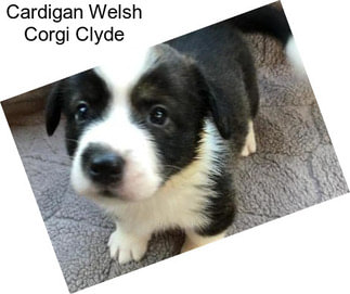 Cardigan Welsh Corgi Clyde
