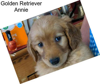 Golden Retriever Annie