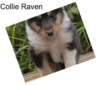 Collie Raven