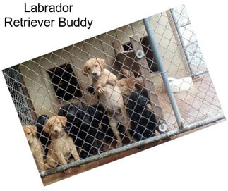 Labrador Retriever Buddy