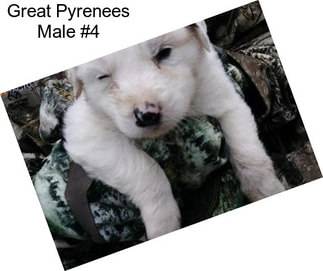 Great Pyrenees Male #4