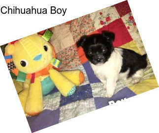 Chihuahua Boy