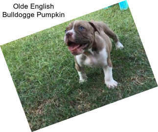 Olde English Bulldogge Pumpkin