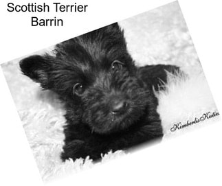 Scottish Terrier Barrin