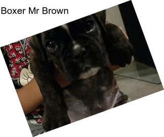Boxer Mr Brown