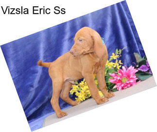 Vizsla Eric Ss