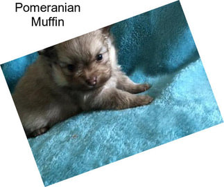 Pomeranian Muffin