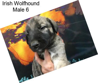 Irish Wolfhound Male 6