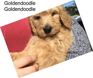 Goldendoodle Goldendoodle