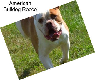 American Bulldog Rocco