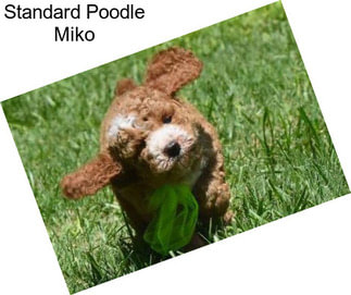 Standard Poodle Miko