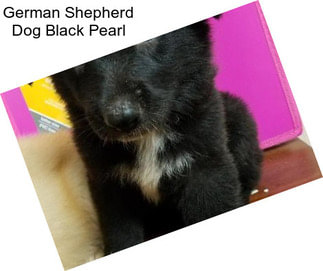 German Shepherd Dog Black Pearl