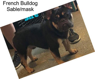 French Bulldog Sable/mask