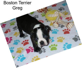 Boston Terrier Greg