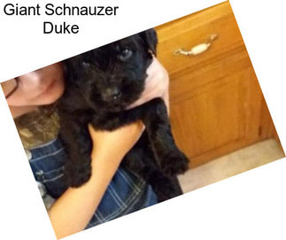 Giant Schnauzer Duke