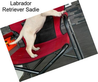 Labrador Retriever Sadie