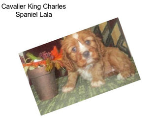 Cavalier King Charles Spaniel Lala