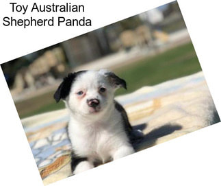 Toy Australian Shepherd Panda