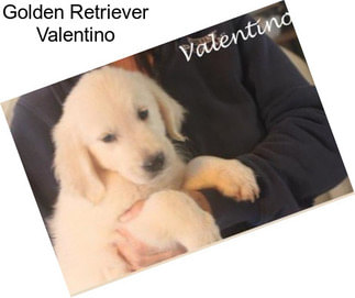 Golden Retriever Valentino