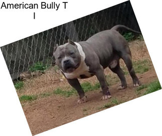 American Bully T I