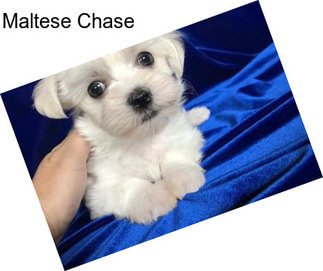 Maltese Chase