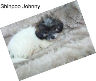 Shihpoo Johnny