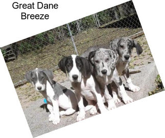 Great Dane Breeze