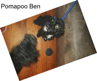 Pomapoo Ben