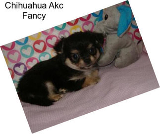 Chihuahua Akc Fancy